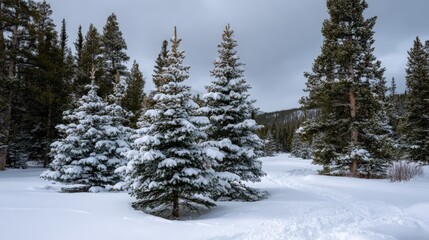 Snow-covered evergreen trees in winter forest landscape with snowy path.