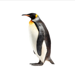 Fototapeta premium Penguin fullbody isolated on a white background studio shot
