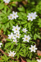Blooming white wood anemones filling the spring forest with vibrant beauty, creating a serene and peaceful natural scene