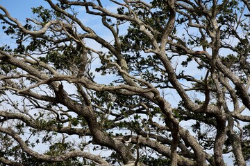 Hammock tree up close