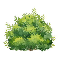 Fototapeta premium Lush Green Bush with Fresh Foliage Isolated Hand Drawn Watercolor Painting Illustration on White