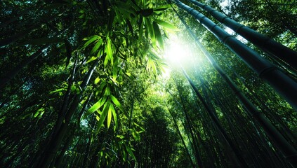 Naklejka premium Lush bamboo forest, sunlight filtering through