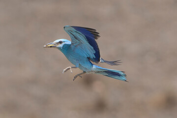 European roller - Coracias garrulus in flight landing on perch with wings fully spread, captured against a dark, blurred natural background. Photo from Dobrudja in Bulgaria.