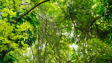 Beautiful green canopy of tree leaves with sunlight filtering through. Lush foliage creating a natural shade and peaceful atmosphere in the forest