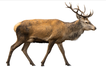 Photograph of a red deer in profile full body isolated on a white background with a clipping path a closeup shot