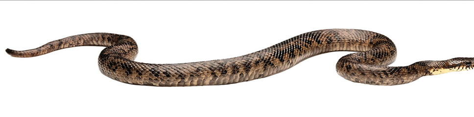 A triangularshaped snake with fangs isolated on a white background full body PNG photo stock