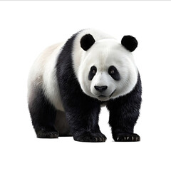 Naklejka premium Giant panda standing on the ground looking at the camera isolated against a white background photorealistic