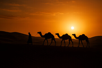 camels in the sahara desert