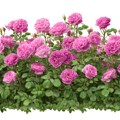 Fototapeta premium Vibrant Pink Roses Blooming on a Bush Against a Black Background Beauty