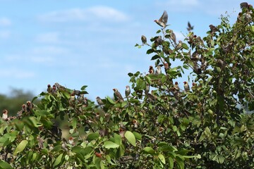 Blutschnabelweber (quelea quelea) im Etoscha Nationalpark