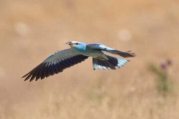 European roller - Coracias garrulus in mid-flight with wings fully spread, captured against a soft, blurred natural background. Photo from Dobrudja in Bulgaria.
