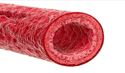 3D illustration of a crosssection of a red human artery with the thickened intima inner layer visible inside floating on a white background Highresolution ph