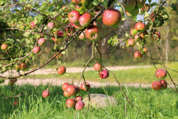 Fresh Red Apples on Tree Branch in Sunlight Orchard