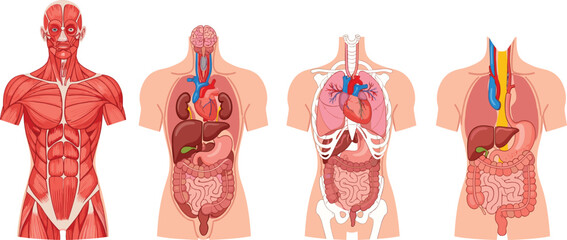 Human torso anatomy, muscular, skeletal, digestive, circulatory systems, labeled organs, medical vector chart, educational illustration, internal body diagram