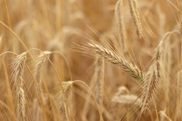 Fototapeta premium Rye ears close-up. Agricultural concept. Rye with selective focus. Harvesting concept. Field of agricultural crops. Rye ears close-up. Natural background