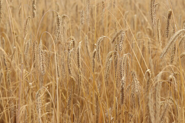 Rye ears close-up. Agricultural concept. Rye with selective focus. Harvesting concept. Field of agricultural crops. Rye ears close-up. Natural background