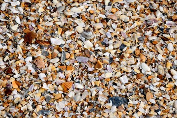 Crushed beach shells at ocean surf