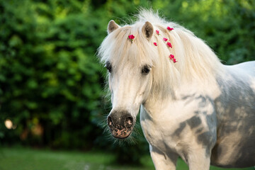 Obraz premium studio portrtait of beautiful cute whitepony with chic mane posing against garden
