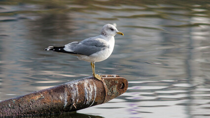 seagull on the beach