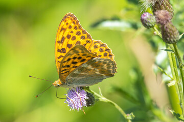 Captured in stunning detail: A beautiful fritillary butterfly gracefully perches on a vibrant purple thistle flower, illuminated by the soft, golden sunlight.