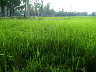 Lush green rice paddy field stretches to the horizon on a sunny day