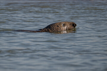 Fototapeta premium Phoque gris