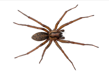 Fullbody topview image of a brown house spider on a white background isolated
