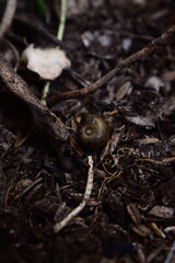A tiny snail shell rests on the dark, rich earth, a miniature and intricate symbol of slow living, natural cycles, and the subtle wonders of a forest floor ecosystem.