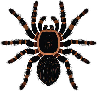 Cute cartoon a illustrator vector tarantula