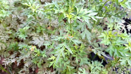 Natural Green Kenikir Cosmos Leaf with Health Benefits Common in Traditional Indonesian Cuisine and Herbal Practices