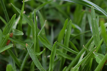 Close Up of Fresh Green Grass Blades in Natural Garden