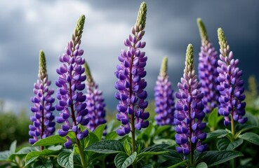 Fototapeta premium Purple lupine flowers blooming in a garden with dark, cloudy sky in the background