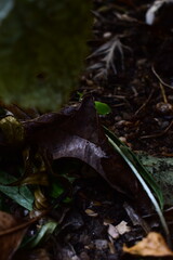 
A dark, wet leaf rests on the rich, earthy ground, a subtle image of nature's life cycle and the quiet, elegant process of decay and renewal on a forest floor.