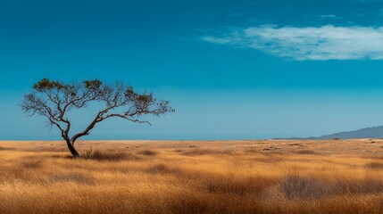 A solitary tree stands tall amidst a vast expanse of golden, dry grass under a vibrant blue sky.