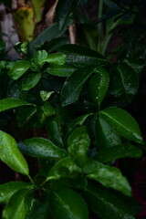 A cluster of fresh, glossy leaves, still wet with raindrops, creates a deep green texture that symbolizes new life and the tranquility of a lush garden.