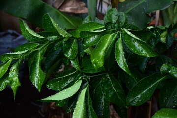 A cluster of fresh, glossy leaves, still wet with raindrops, creates a deep green texture that symbolizes new life and the tranquility of a lush garden.