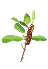 the leaf eating caterpillar on white background illustration vector