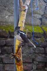 A black and white Oriental magpie-robin perches on a rustic tree branch, capturing a moment of serene urban wildlife against a moss-covered brick wall.