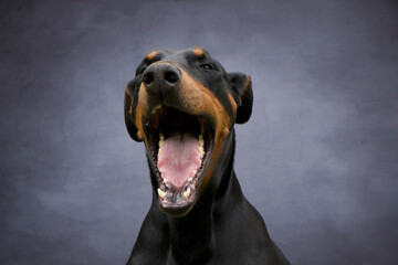 Doberman dog portrait with grey background