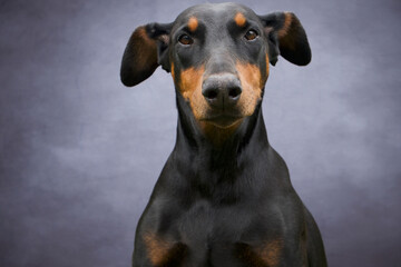 Doberman dog portrait with grey background