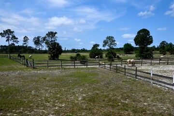 Fototapeta premium Horse ranch at rural Florida, USA.
