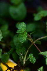 Obraz premium A close-up of fresh, vibrant peppermint leaves glistens with raindrops, capturing the essence of organic health and the fresh, aromatic quality of home-grown herbs.