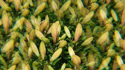 Noch Geschlossene Lilien Blüten, sprießendes Wachstum im Blumen Garten durch eine optische Kaleidoskop Linse Fotografiert