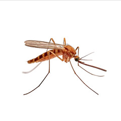 Photograph of a mosquito isolated on a white background highresolution photography incredibly detailed