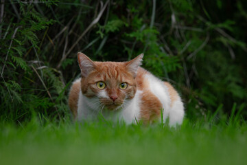 The Watcher in the Grass: Ginger Cat on High Alert