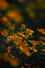 Whispers of Light: Softly Glowing Orange Flowers in a Moody Garden