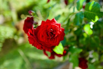 red rose in garden