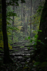 The Obstructed Path: Mossy Fallen Trees in a Silent Forest Maze