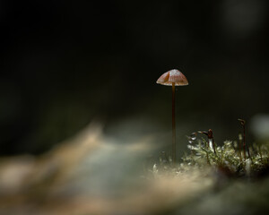 Solitary Mushroom in a Dreamlike Mossy Forest Macro