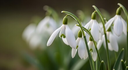 Obraz premium Snowdrop Flowers Blooming in Springtime.